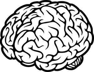 Human Brain Illustration PNG Image