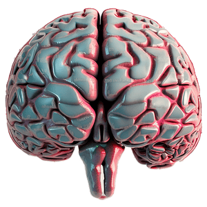 Human Brain Illustration PNG fvf67 PNG image with transparent background