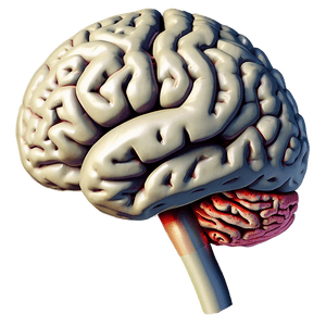 Human Brain Illustration PNG gsn PNG image with transparent background