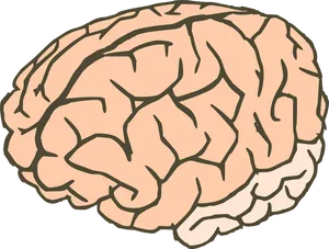 Human Brain Illustration PNG Image