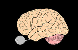 Human Brain Illustration PNG image with transparent background