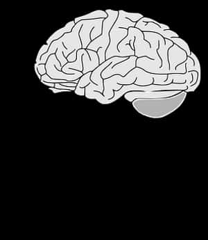Human Brain Illustration PNG image with transparent background
