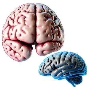 Human Brain Language Areas Png Blo PNG Image