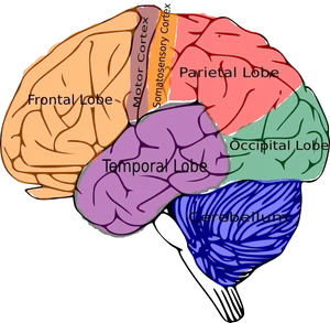 Human Brain Lobes Clipart PNG Image