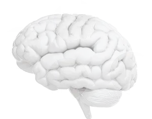 Human Brain Model Graphic PNG Image