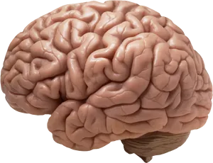 Human Brain Model PNG Image