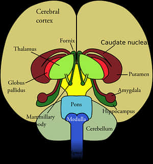 Human Brain Structures Illustration PNG image with transparent background