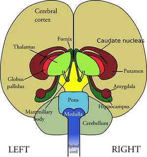 Human Brain Structures Illustration PNG Image