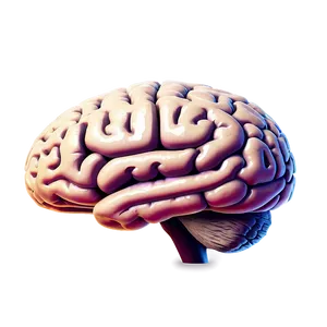 Human Brain With Labels Png 06212024 PNG Image