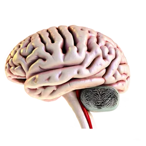 Human Brain With Labels Png 56 PNG Image