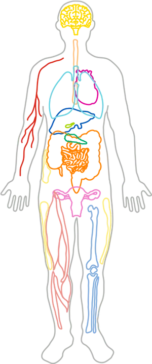 Human_ Circulatory_and_ Respiratory_ Systems_ Sketch PNG Image