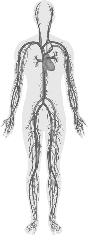 Human Circulatory System Illustration PNG