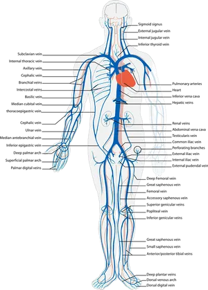 Human Circulatory System Veinsand Arteries PNG Image