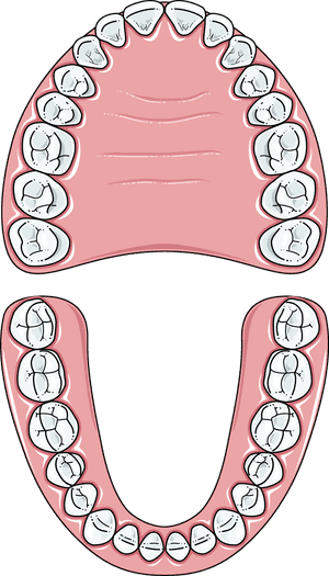 Teeth Clip Permanent - Permanent Teeth Image Clipart, HD Png Download PNG image with transparent background
