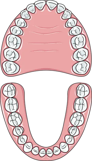 Human_ Dental_ Arch_ Illustration.png PNG Image