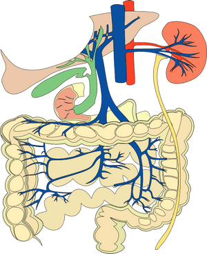 Organs Clipart Biological Science - Digestive And Cardiovascular Systems, HD Png Download PNG image with transparent background