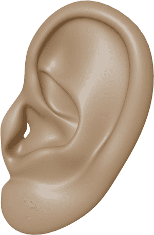 Download Ear Png Clipart - Human Ear Transparent Background, Png Download PNG with transparent background