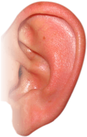 Ear Png Free Download - Ear Png, Transparent Png PNG with transparent background