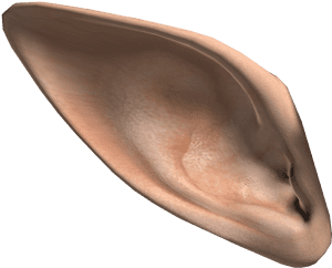 Elf Ears Png Download - Elf Ear Png, Transparent Png PNG with transparent background