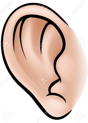 Ear An Illustration Of Human Body Part Clipart Ears - Parts Of Body Ear, HD Png Download PNG with transparent background