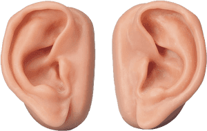 Ear Png - Transparent Background Ears Png, Png Download PNG with transparent background