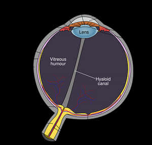 Human Eye Anatomy Diagram PNG image with transparent background