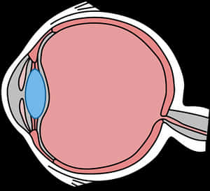 Human Eye Anatomy Illustration PNG image with transparent background