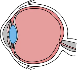Human Eye Anatomy Illustration PNG Image