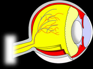 Human Eye Anatomy Illustration PNG image with transparent background