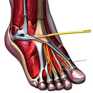 Human Foot Anatomy PNG 05252024 PNG with transparent background