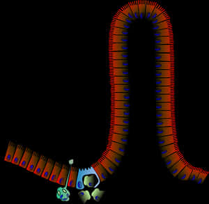 Human_ Gastrointestinal_ Tract_ Illustration PNG image with transparent background