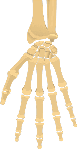 Human Hand Skeleton Illustration PNG image with transparent background