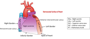 Describe The External Features Of Heart - Borders Of Heart Anatomy, HD Png Download PNG