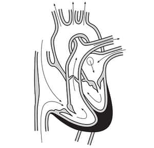Human Heart Anatomy Diagram PNG with transparent background