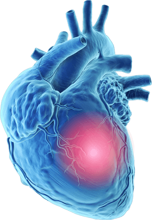 Human Heart Anatomy Illustration PNG