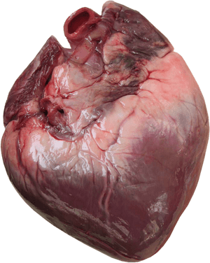 Heart Transparent Human, Picture - Does Human Heart Look Like, HD Png Download PNG image with transparent background