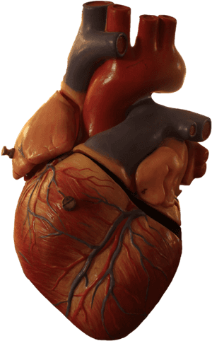 Heart Transparent Human, Picture - Transparent Background Human Heart Png, Png Download PNG image with transparent background