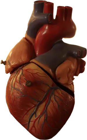 Human Heart Anatomy Model PNG Image