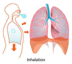 Human Inhalation Process Illustration PNG image with transparent background