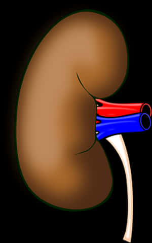 Human_ Kidney_ Anatomy_ Illustration PNG with transparent background