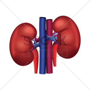 Kidney Png Clipart , Png Download - Human Kidney Vector Png, Transparent Png PNG