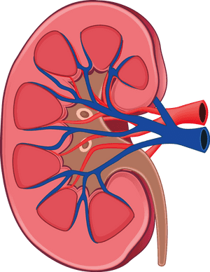 Kidney Png, Transparent Png PNG with transparent background