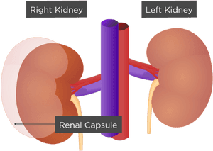 Kidneys Inside, HD Png Download PNG with transparent background