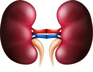 Kidney Huge Freebie Download For Powerpoint - Kidney Png, Transparent Png PNG with transparent background