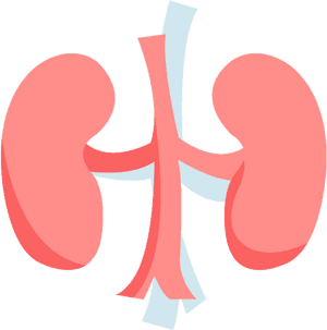 Transparent Mistletoe Png - Kidney Png, Png Download PNG with transparent background