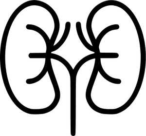 Kidneys - Kidneys Black And White, HD Png Download PNG with transparent background