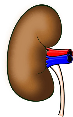 Anatomy, Kidney, Organ, Human Body, Biology, Human - Kidney Clip Art Transparent, HD Png Download PNG with transparent background