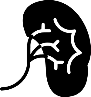 Kidney - Kidney Svg, HD Png Download PNG with transparent background