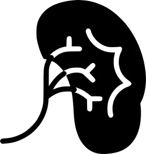 Human Kidney Outline Graphic PNG Image