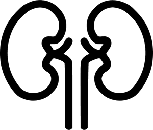 Kidney Organ Health Medical Health Renal Kidnies - Kidney Icon Png, Transparent Png PNG with transparent background